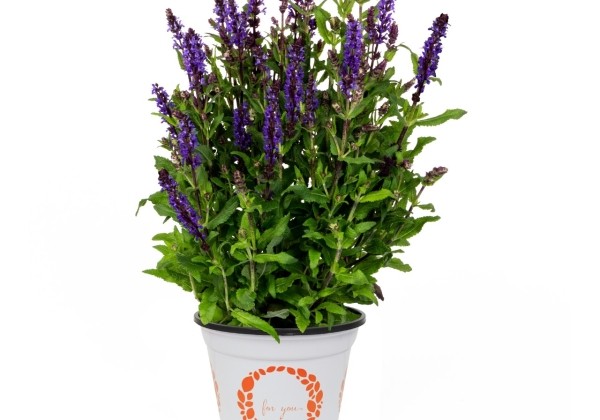 Salvia nemorosa Noche