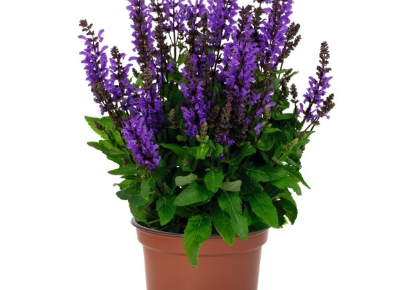 Salvia nemorosa Noble Knight