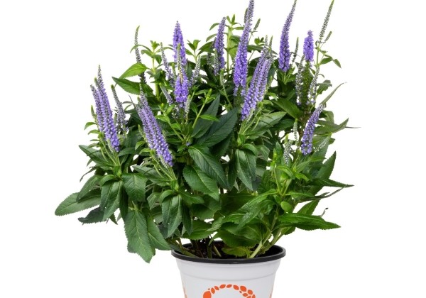 Veronica hybrida Candela Blue