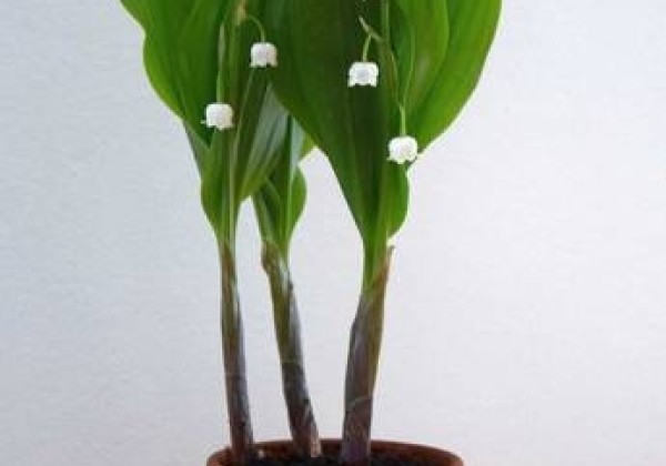 Puķu pods 9 cm, māla