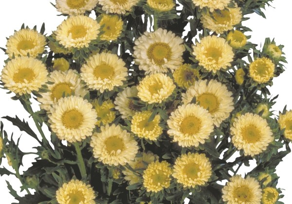 Callistephus chinensis Matsumoto Yellow