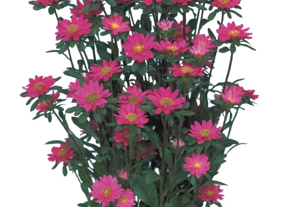 Callistephus chinensis Serenade Rose