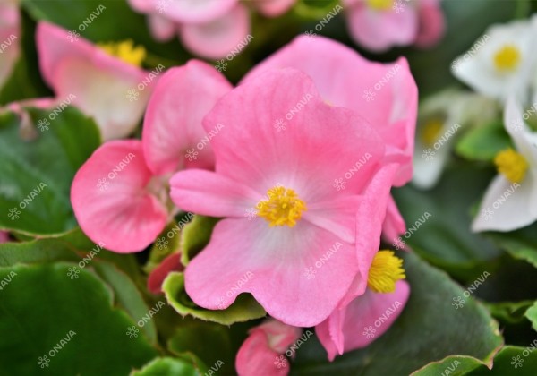 Begonia semperflorens Ambassador Pink