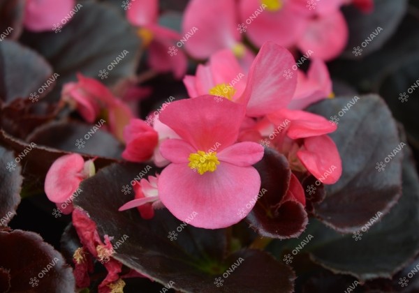 Begonia semperflorens Senator IQ Deep Rose