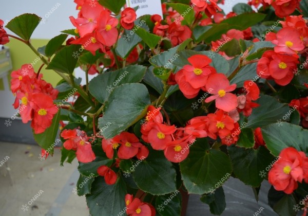 Begonia x hybrida Viking Red on Green
