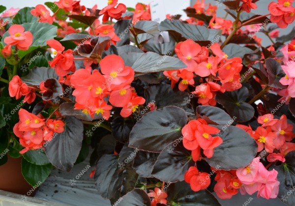 Begonia x hybrida Viking Red on Chocolate
