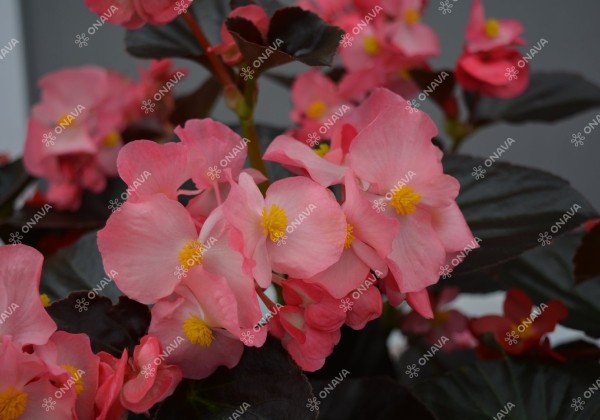 Begonia x hybrida Viking Pink on Chocolate
