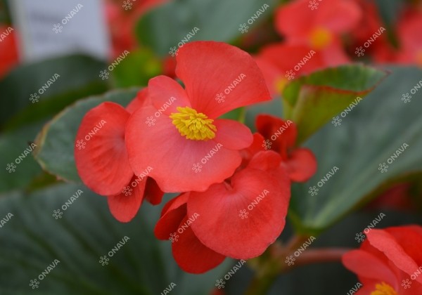 Begonia x hybrida Viking Scarlet on Green