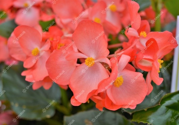 Begonia x hybrida Viking Coral Flame on Green