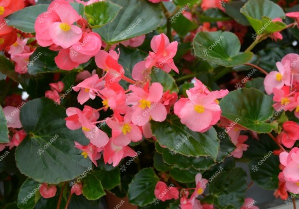 Begonia x hybrida Viking Pink on Green
