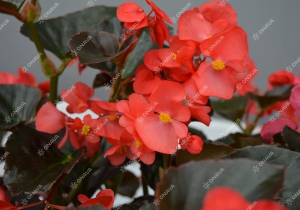 Begonia x hybrida Viking Red on Bronze