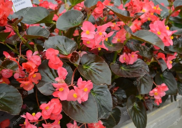 Begonia x hybrida Viking Rose on Bronze