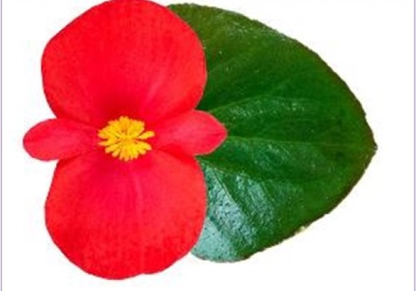 Begonia x hybrida Viking XL Red on Green
