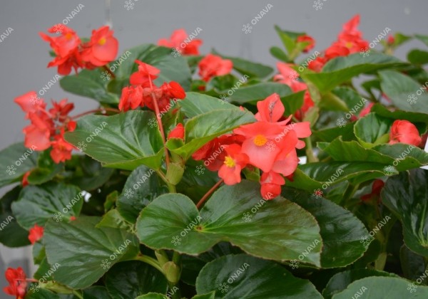 Begonia x hybrida Viking XL Red on Green