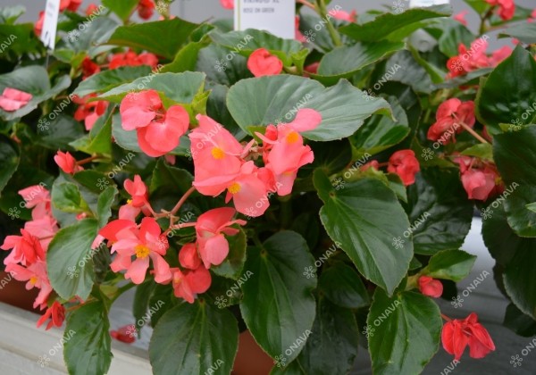 Begonia x hybrida Viking XL Rose on Green