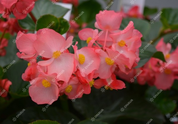 Begonia x hybrida Viking XL Pink on Green
