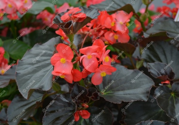 Begonia x hybrida Viking XL Red on Chocolate
