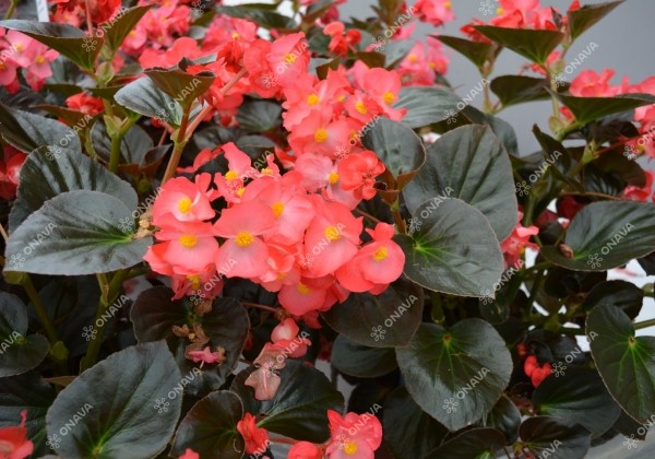 Begonia x hybrida Viking Coral Flame on Bronze