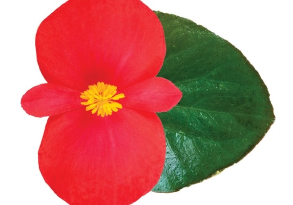 Begonia x hybrida Viking Explorer Red on Green