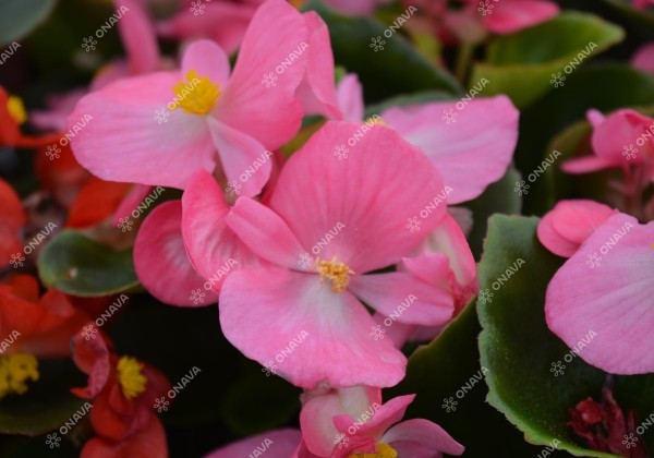 Begonia semperflorens Emperor Rose