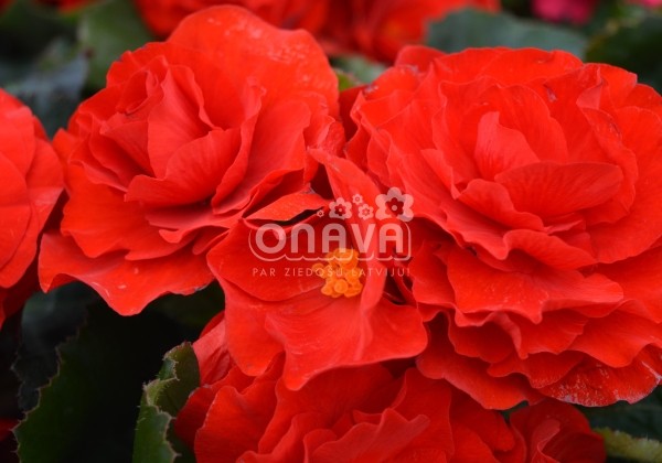 Begonia tuberhybrida Fortune Scarlet Red