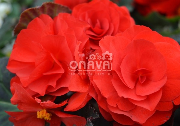 Begonia tuberhybrida Fortune Deep Red