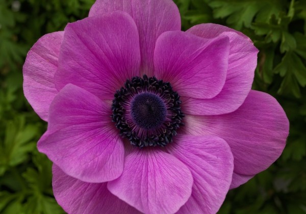 Anemone coronaria Harmony Orchid