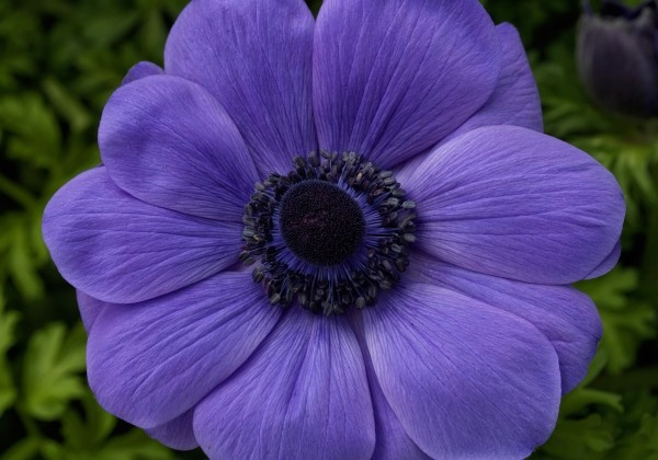 Anemone coronaria Harmony Blue
