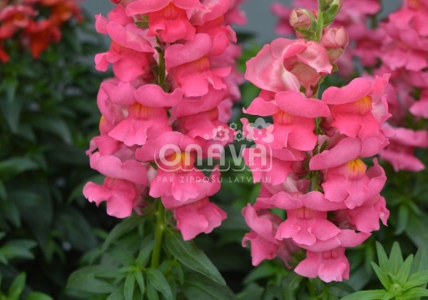 Antirrhinum majus nanum Sonnet Rose