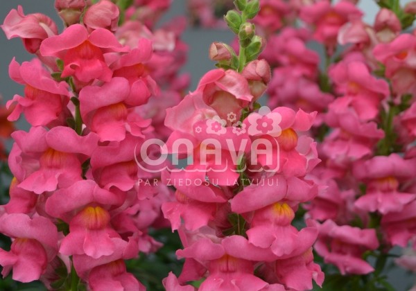 Antirrhinum majus nanum Sonnet Rose