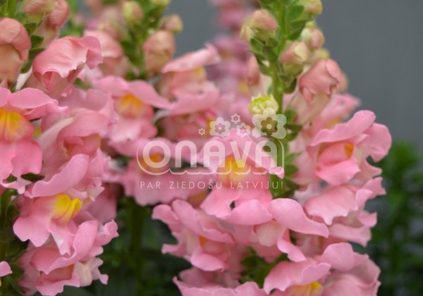 Antirrhinum majus nanum Sonnet Pink