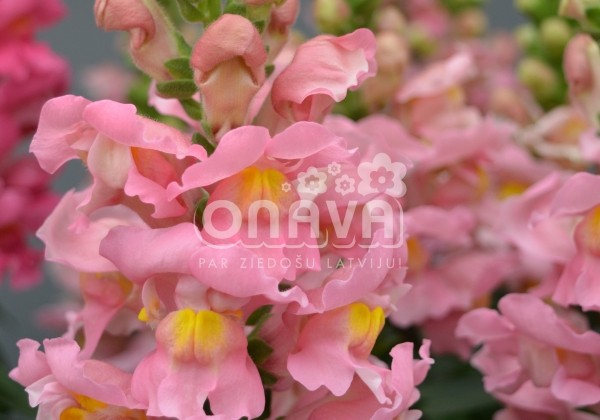 Antirrhinum majus nanum Sonnet Pink