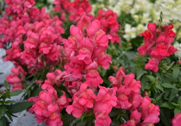 Antirrhinum majus nanum Candy Tops Rose
