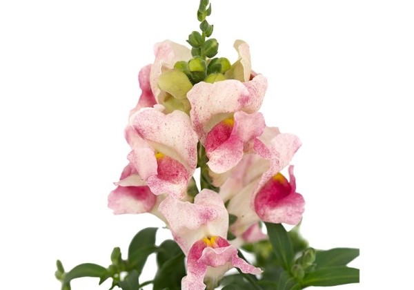 Antirrhinum majus nanum Candy Tops Pink Bicolour
