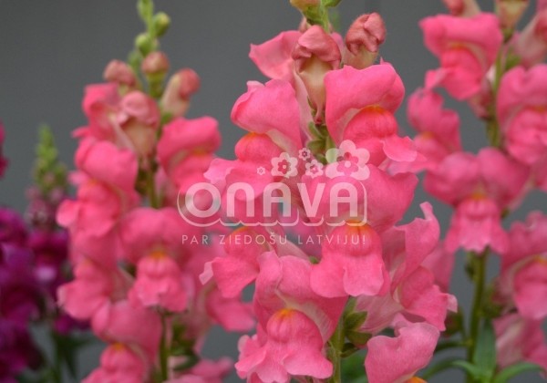 Antirrhinum majus nanum Speedy Sonnet Rose