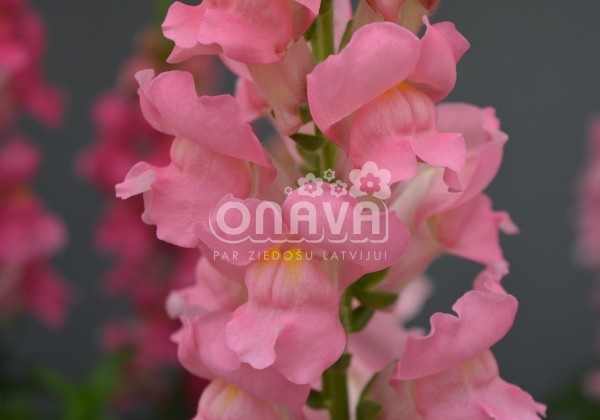 Antirrhinum majus nanum Speedy Sonnet Pink