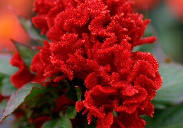 Celosia argentea cristata Chief Red