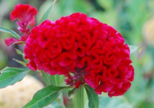 Celosia argentea cristata Chief Carmine
