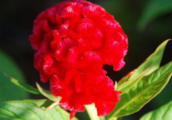 Celosia argentea cristata Chief Fire