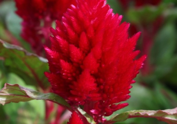 Celosia argentea plumosa Kimono Red