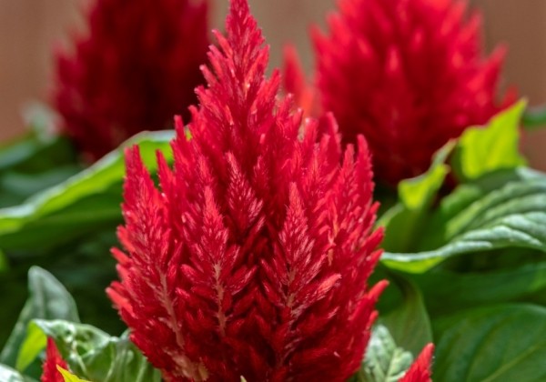 Celosia argentea plumosa Kimono Scarlet