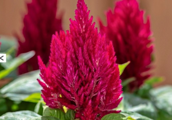 Celosia argentea plumosa Kimono Cherry Red