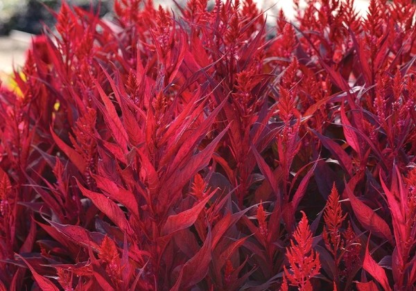 Celosia argentea plumosa Dragon's Breath