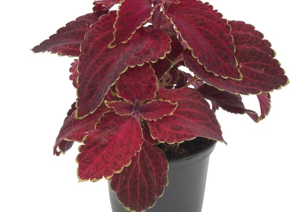 Plectranthus scuttelarioides Fairway Red Velvet