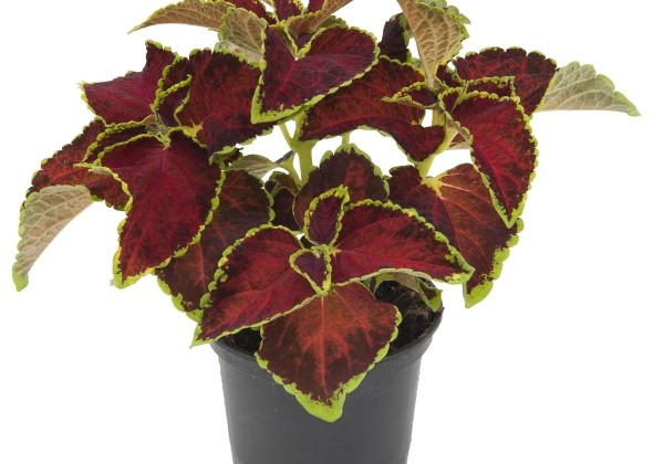 Plectranthus scuttelarioides Fairway Ruby