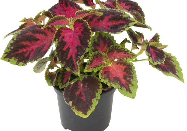 Plectranthus scuttelarioides Fairway Rose