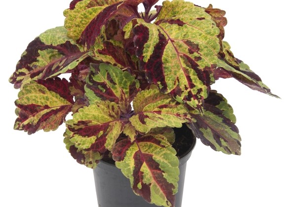 Plectranthus scuttelarioides Fairway Mosaic