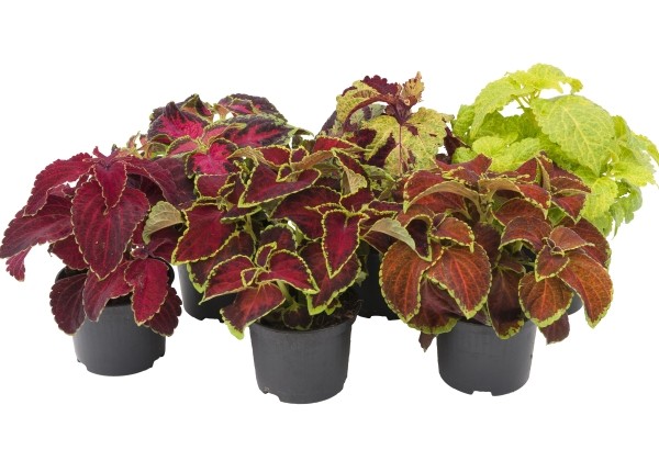Plectranthus scuttelarioides Fairway Mix