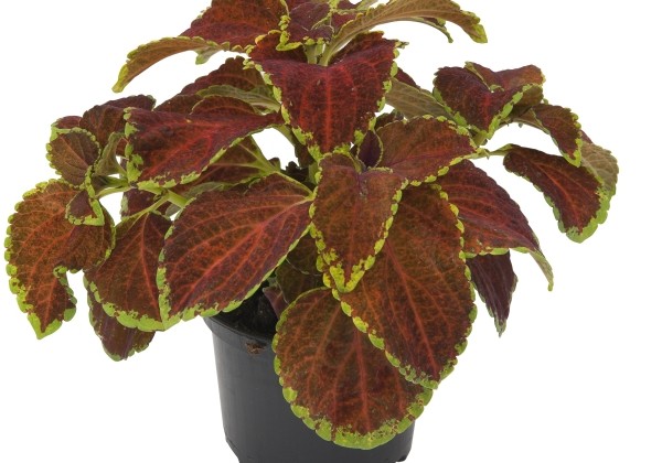 Plectranthus scuttelarioides Fairway Orange