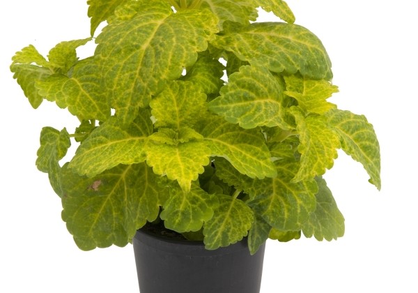 Plectranthus scuttelarioides Fairway Yellow